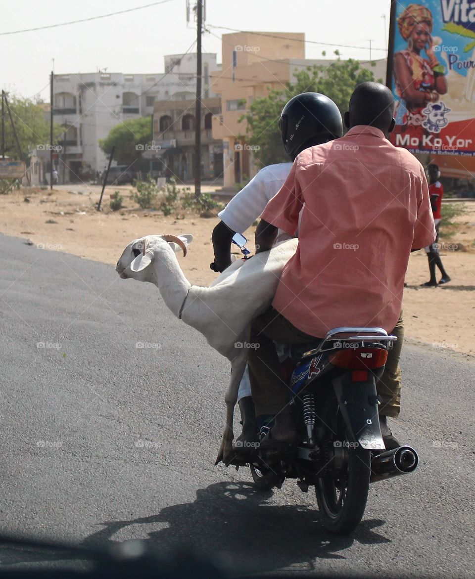 Mouton (a sheep!) on a motorbike. Senegal.