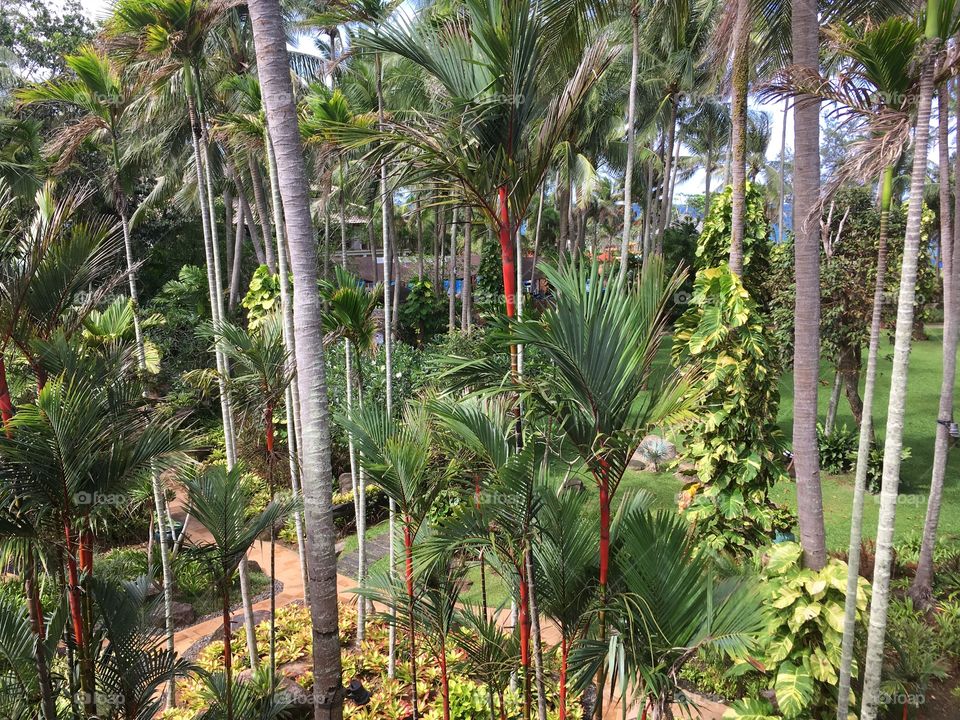 Lush green tropical view from hotel room