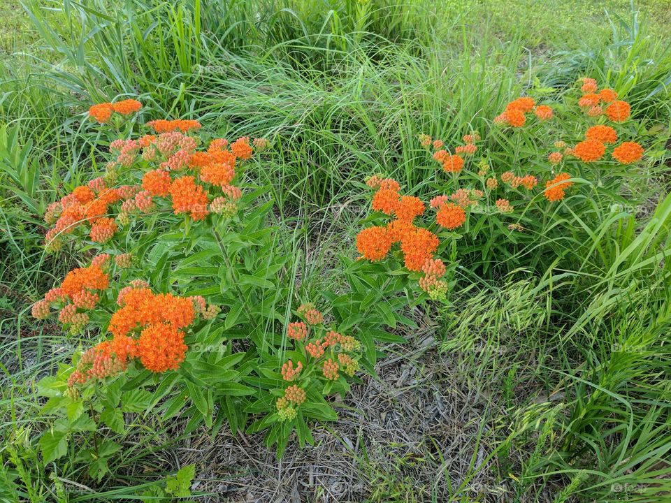 butterfly bush