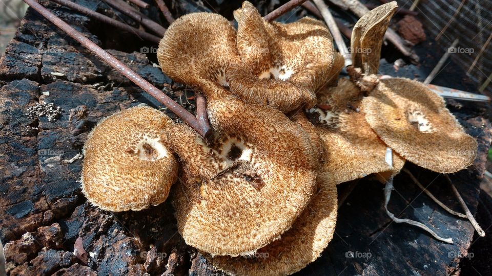 Orelhas de pau em velho Toco no jardim.