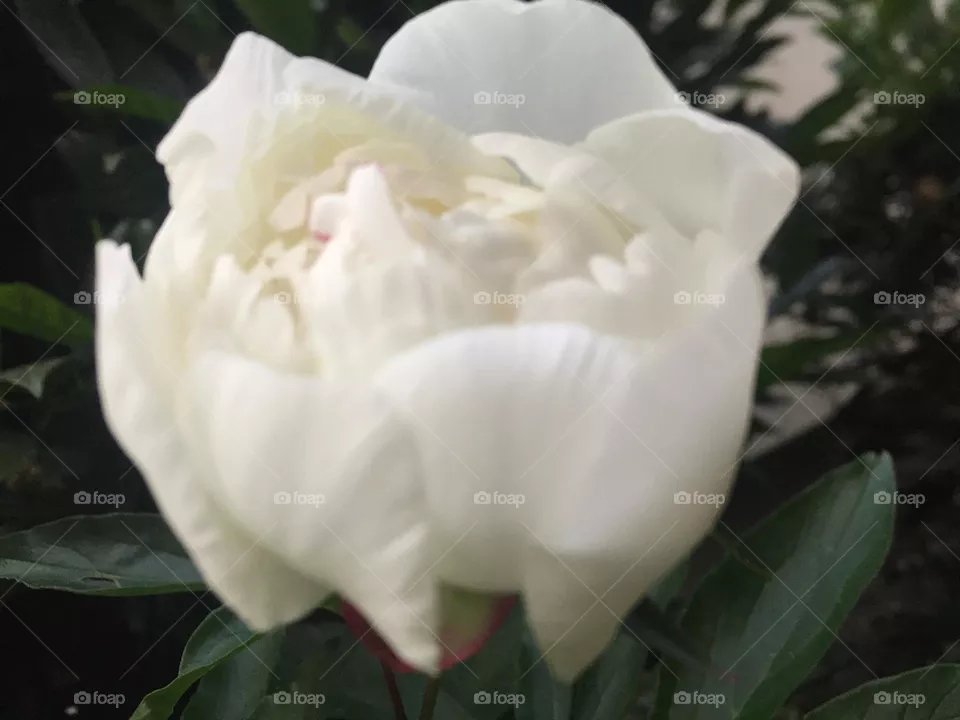 Weiße Rose 