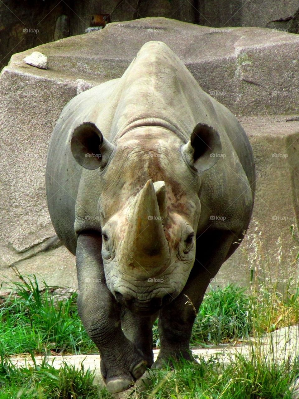 Rhinoceros