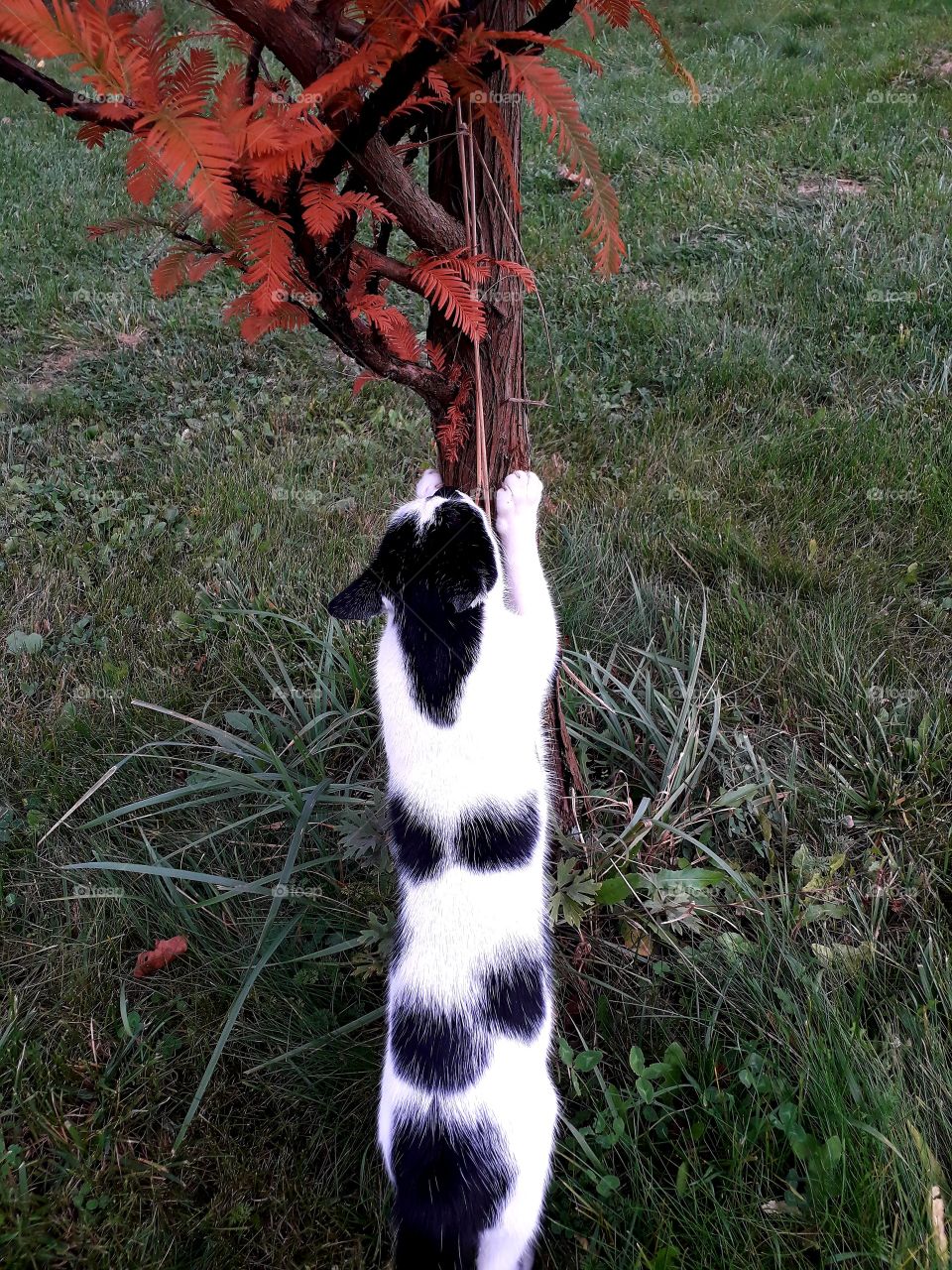 cat sharpening its claws in autumn  garden