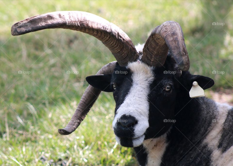 Animals, ram, horns,