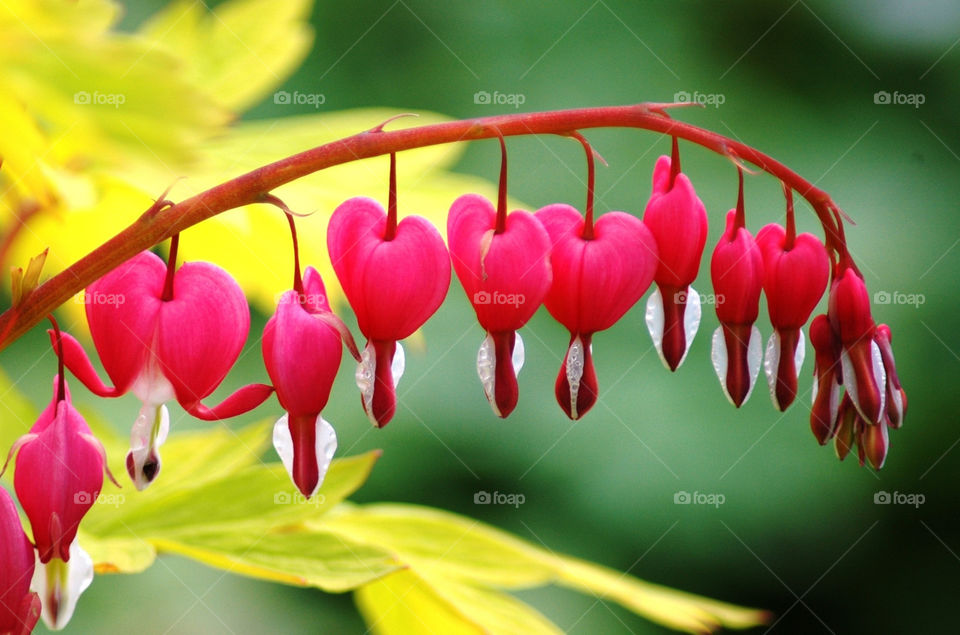 Hanging Hearts