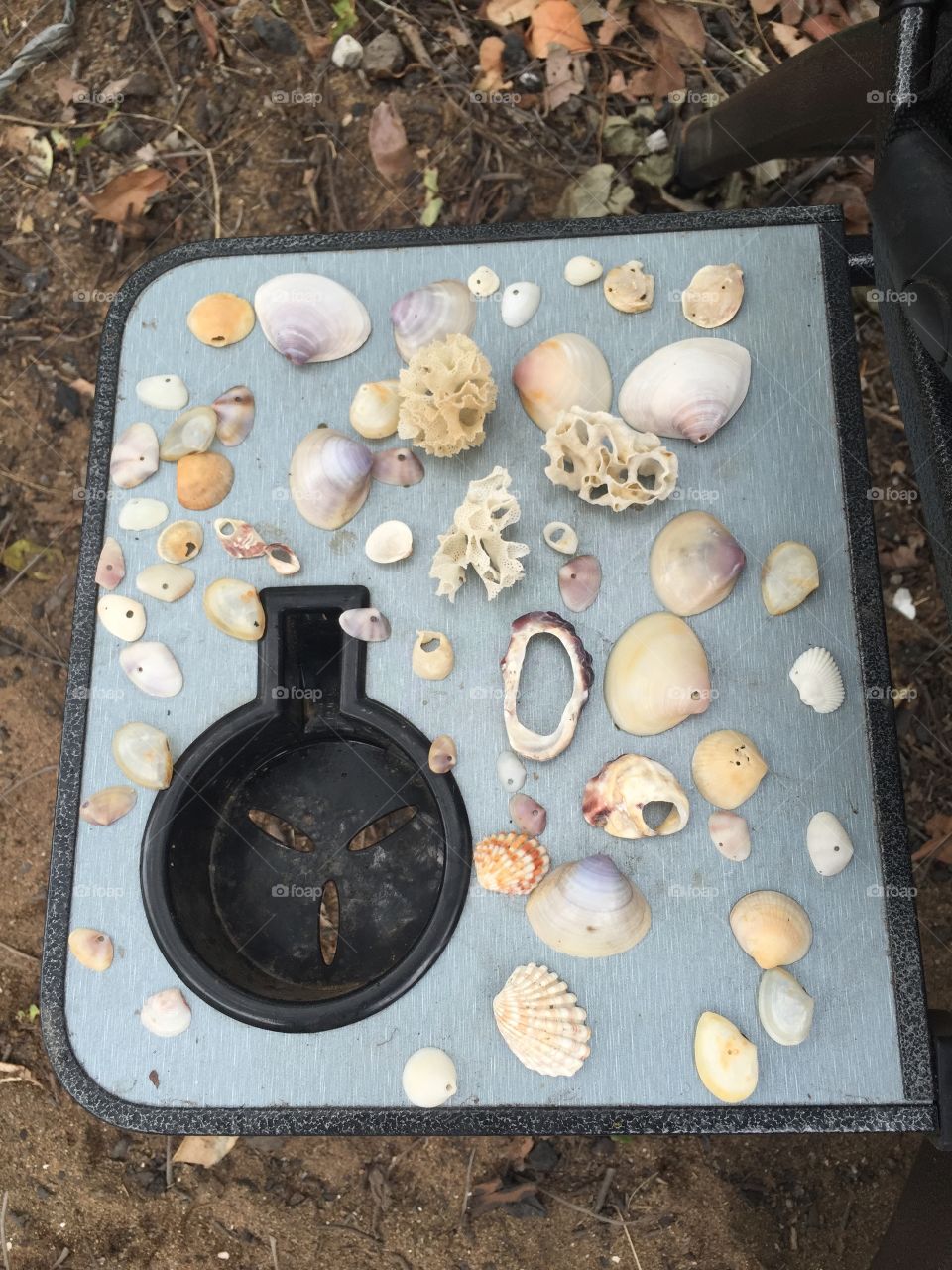 Pretty seashells found on Carmila beach 