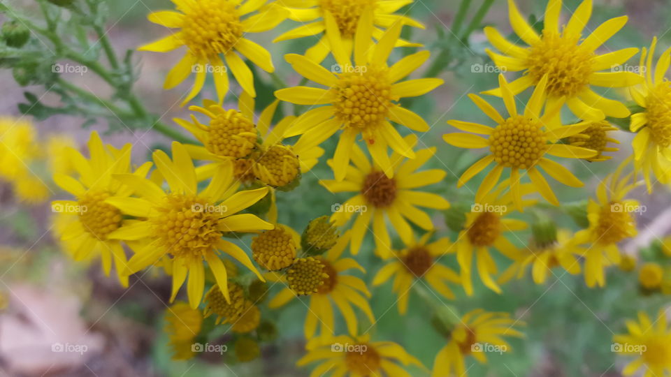 st johns wort