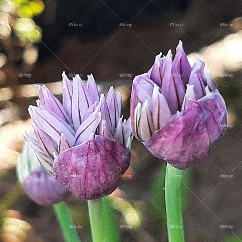 chives