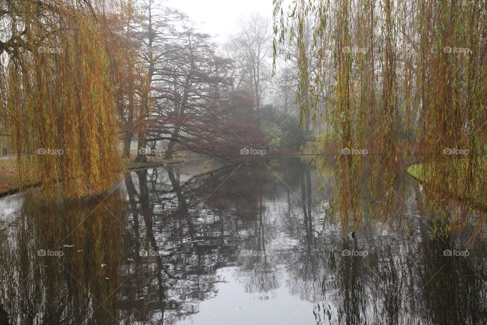 dense trees with reflection