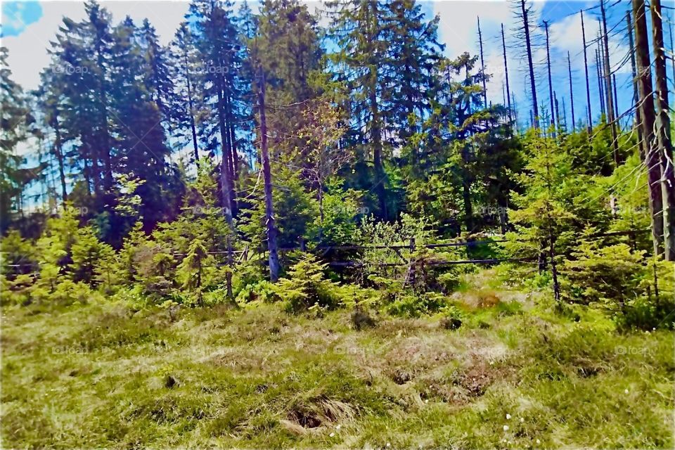 This forest in „Harz National Park” is on the outskirts of 36 hectares of peatland by „Torfhaus“ in „Harz“, „Saxony-Anhalt“ in former „East Germany“. 2024. Hypnotic Productions