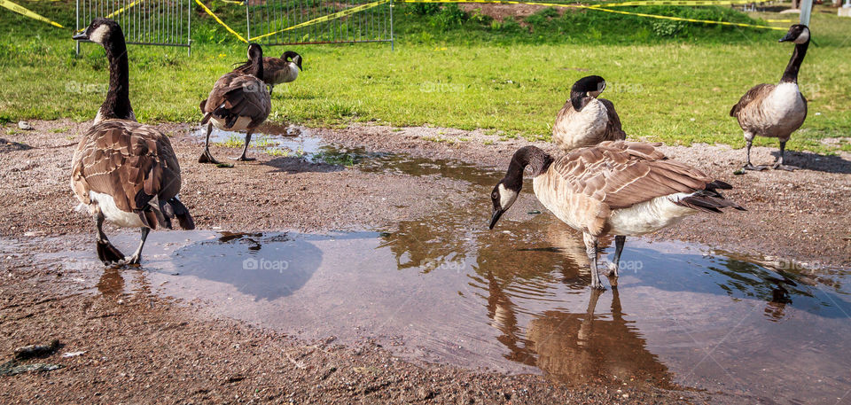 DA BIRDS!. QUICKLY! WATER