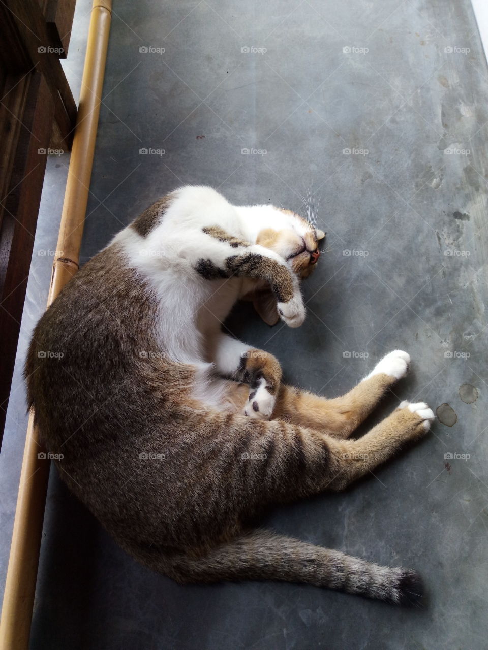 Cousin's cat,she likes to sleep like this.