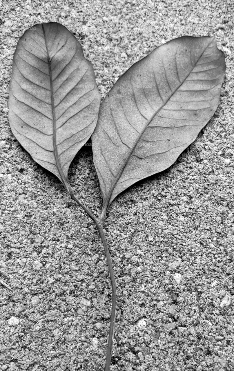 Two Dried Autumn Leaves Still Attached To The Branch They Grew On And Laying On A Flat Concrete Slab As The Background. Black And White Photo.
