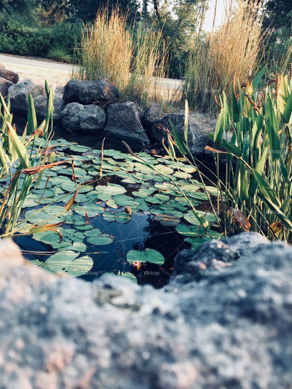 Gazing over a stone into a lily pad covered pond