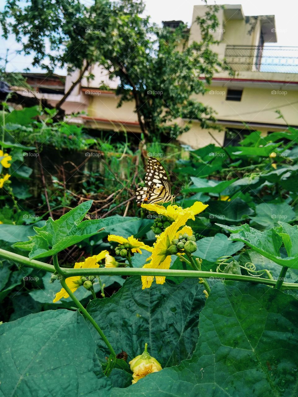 having food butterfly