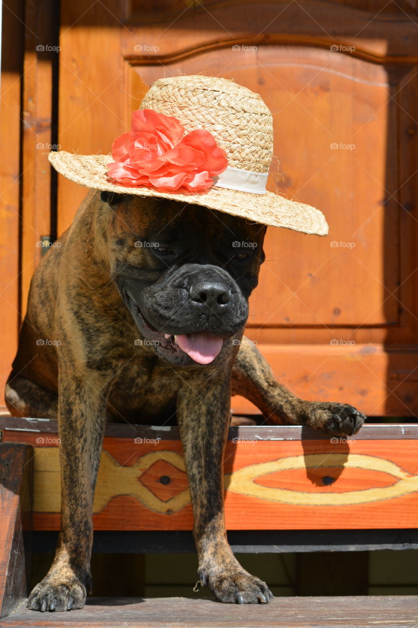 Dog, No Person, Mammal, Portrait, Canine