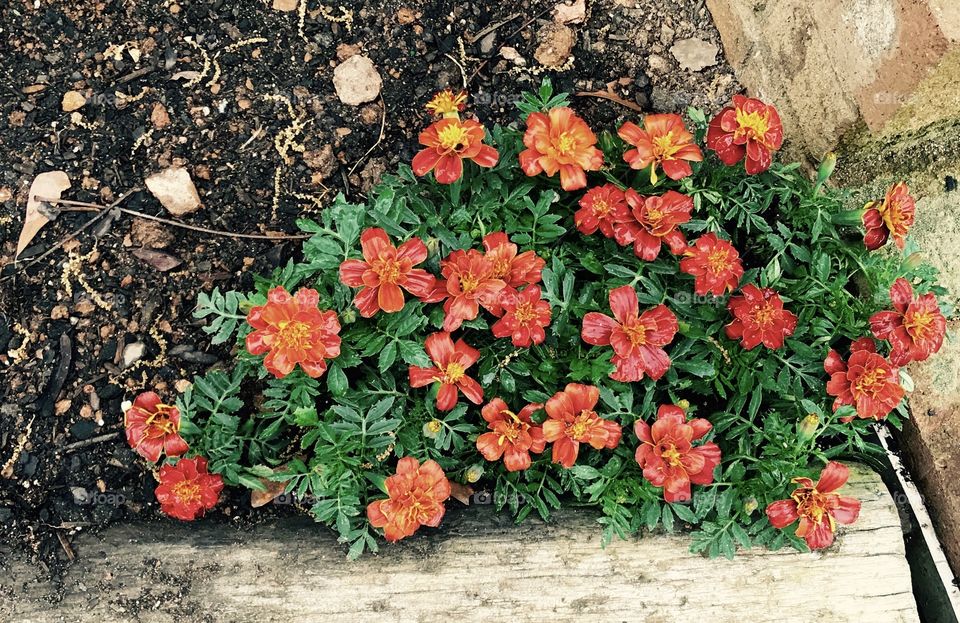 Happy Marigolds