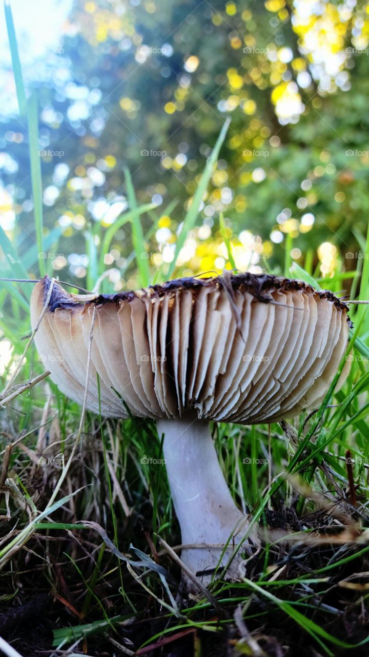 wild mushroom