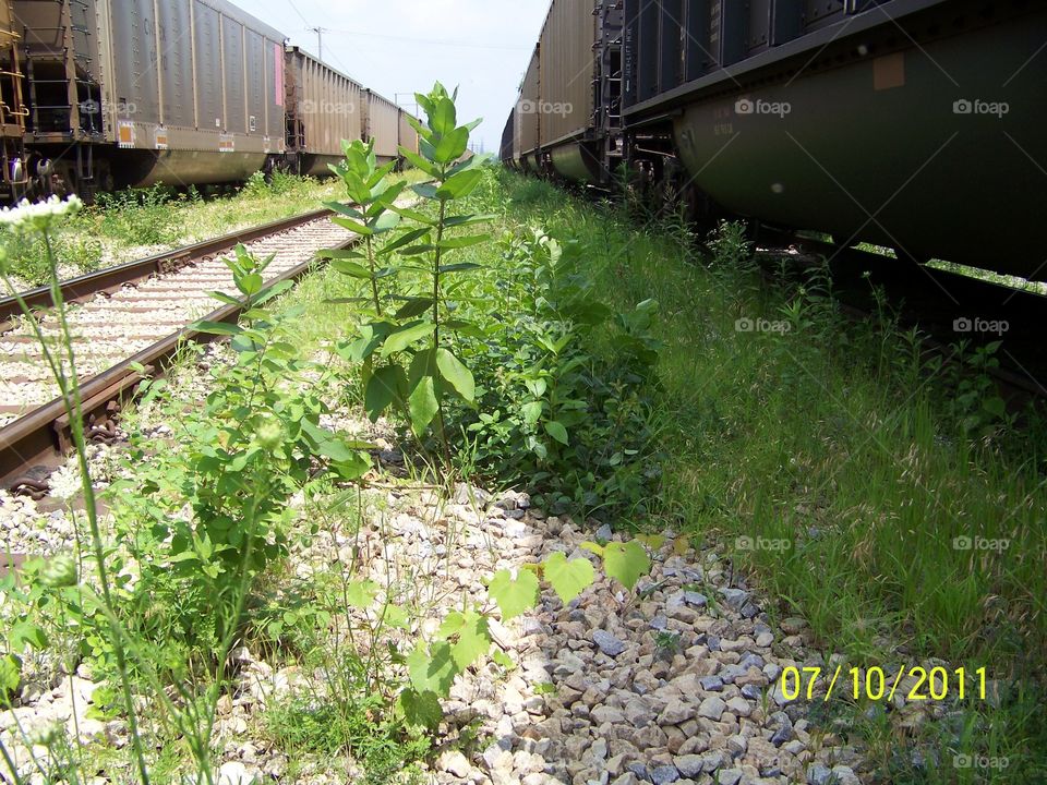 A rail yard not much traveled.