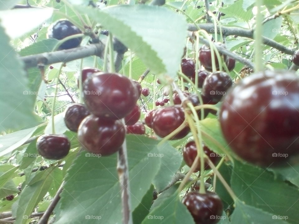 tree, cherry, leaves, ripe cherry, summer, green leaves, cherry on a branch,