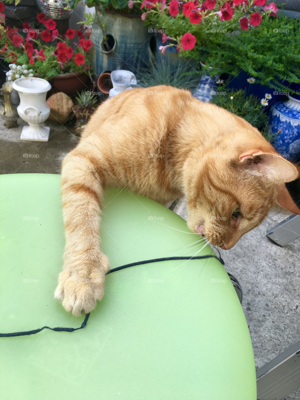 Pet, Mammal, No Person, Family, Portrait