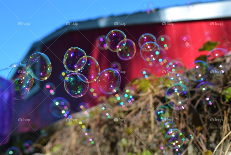 Bubbles 