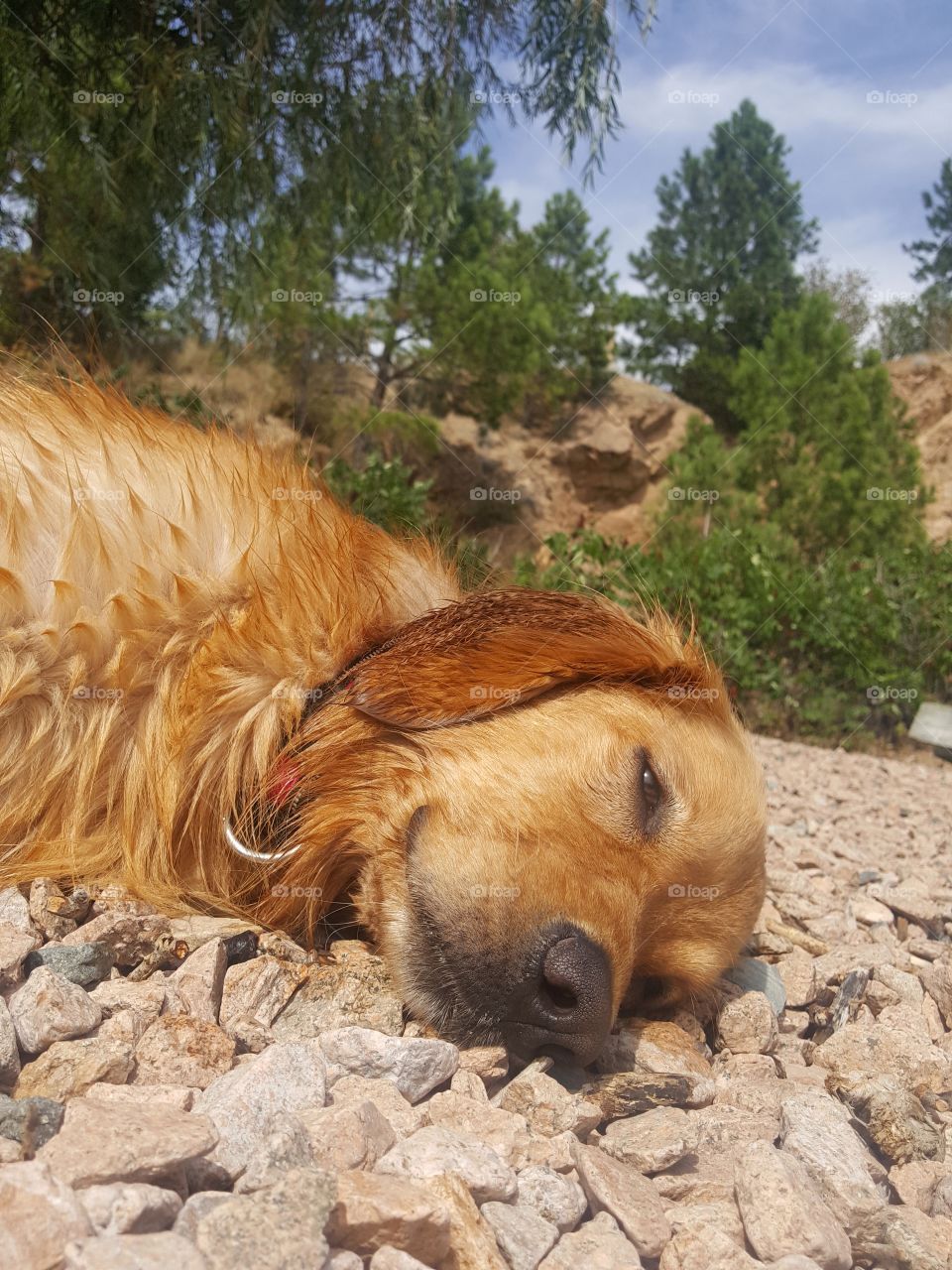 SunBathing Beach Dog ☀️
All The Swimming Has Made Her Tired 🌊