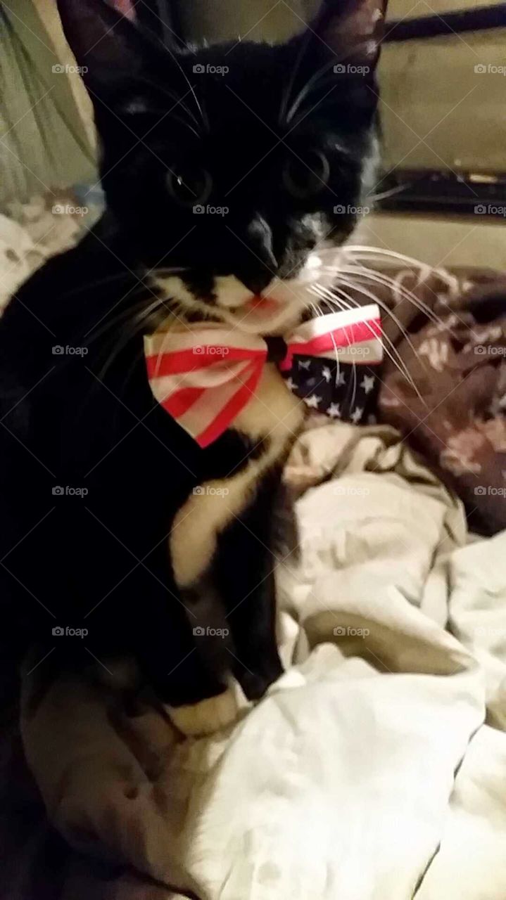 Red white n blue kitty