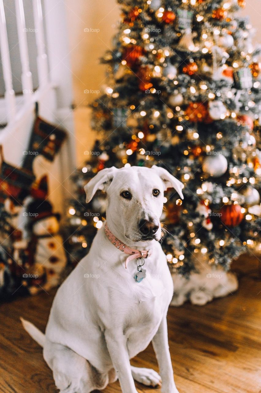 Christmas dog