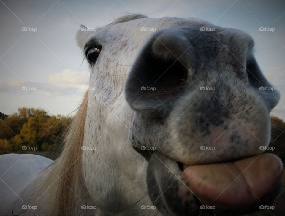 Closeup of a Gray Horse with His Tongue Out