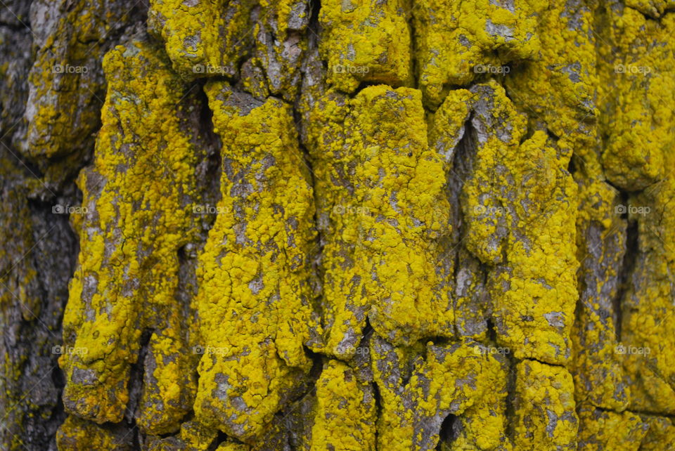 Trunk of a tree