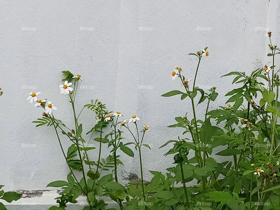 daisy on white wall