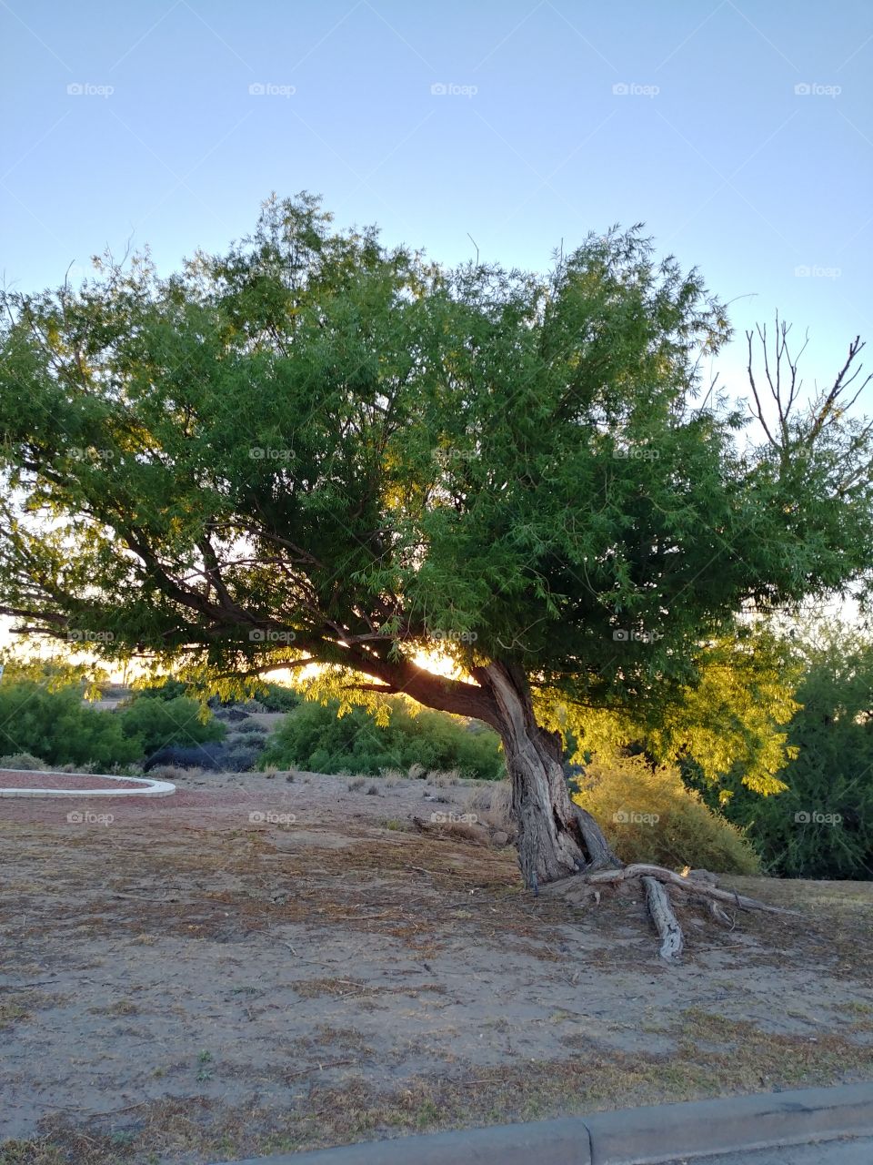 tree hiding sunset