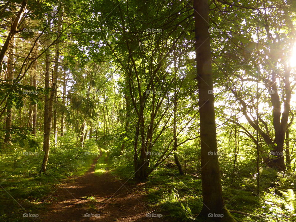 Path in the forest