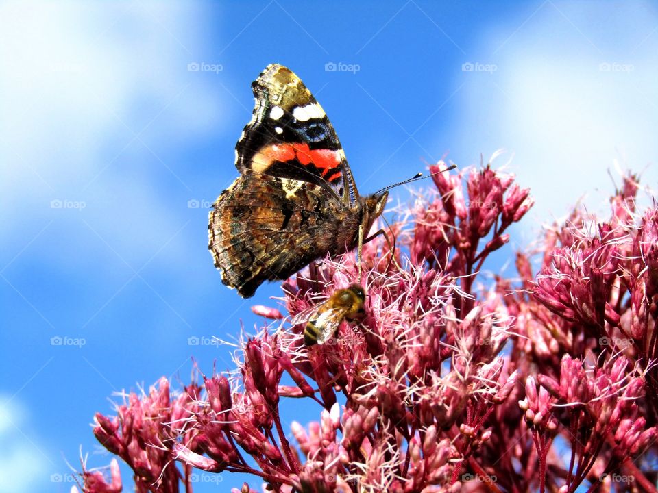 Red Admiral Butterfly against a blue sky feeding on a pink flower