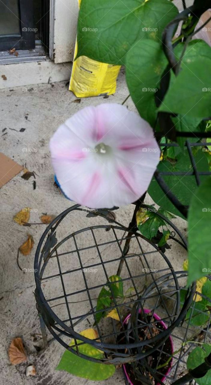 Thus random white with pink Morning Glorie grew the day after my cat named Flower died. I had never seen one this color. When I googled it, the wiki said it doesnt happen too often. The rest of the plants were dark purple. After the plant died, I didnt get rid of it. It continued to grow one vine, and bloomed one last white/pink morning glory.