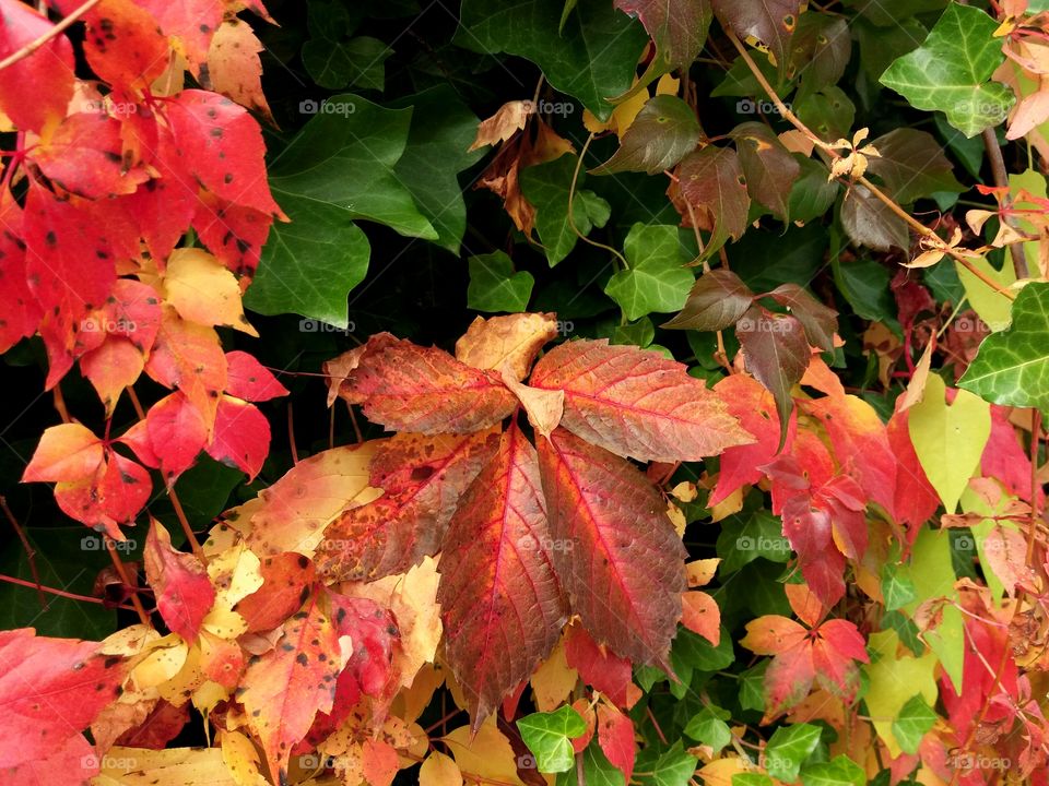colourful fall leaves