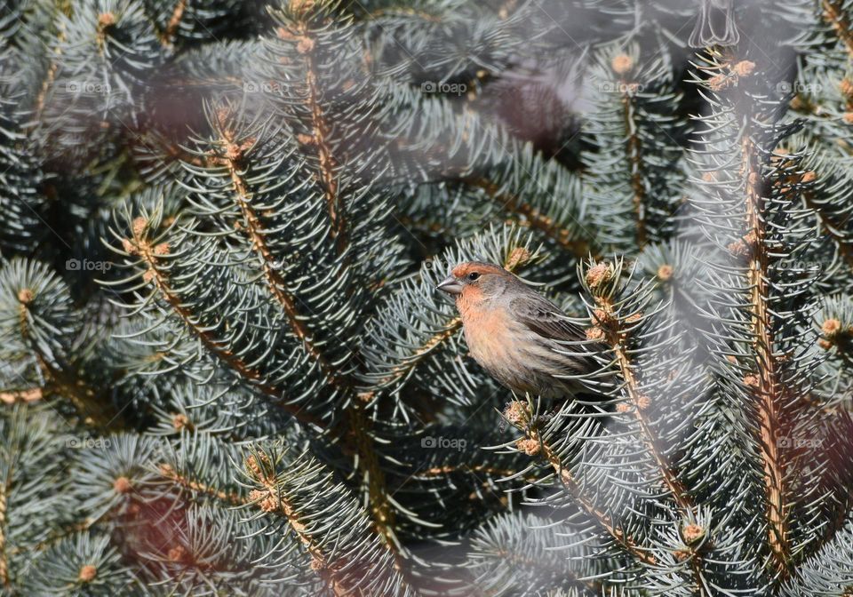 House Finch on fir tree