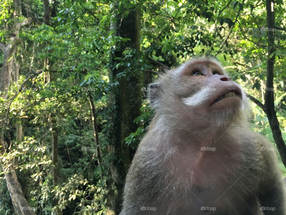 Monkey in Bali forest 
