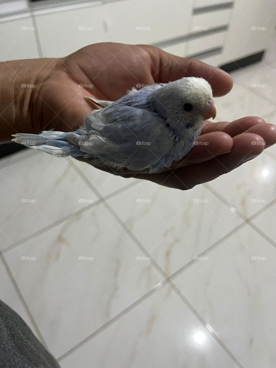 baby cockatiel