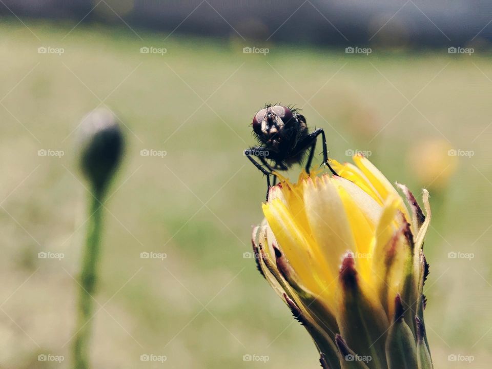 Fly on a flower