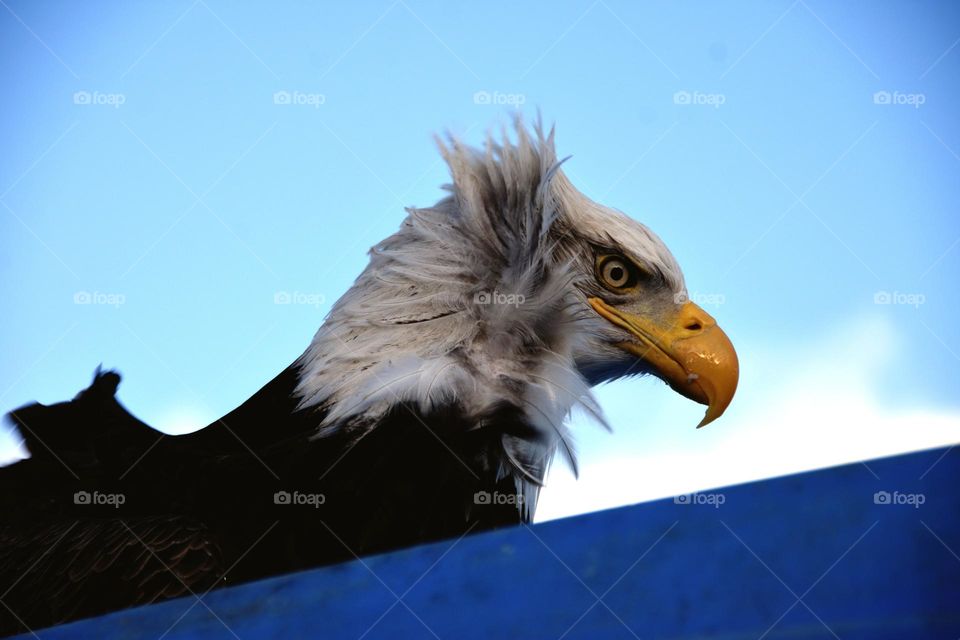 bald eagle mood