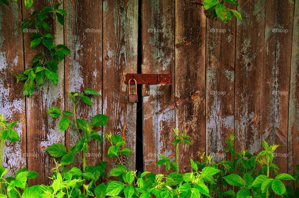 An old shed closed and almost overgrown