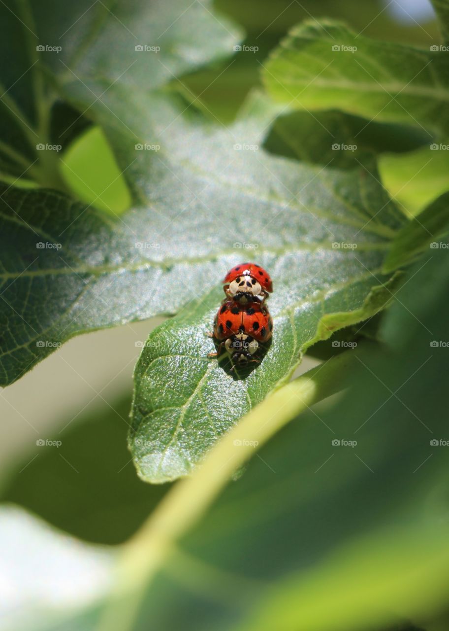 ladybug