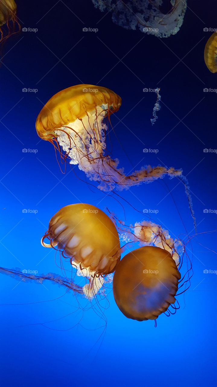 Jellyfish floating
