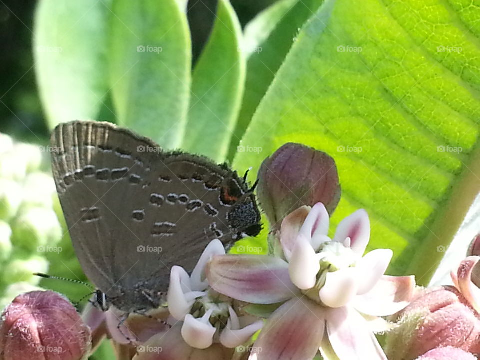 Gray Butterfly on a Milkweed Flower