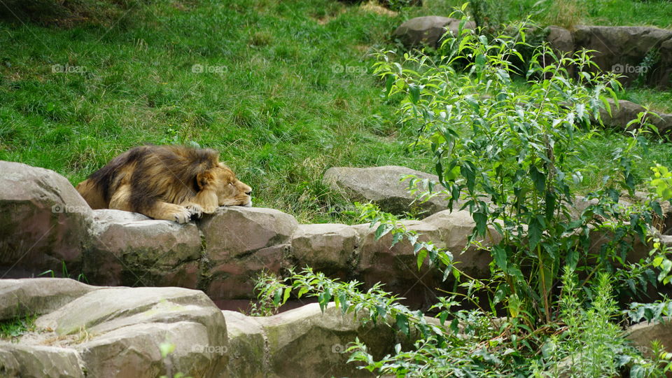 Lion resting
