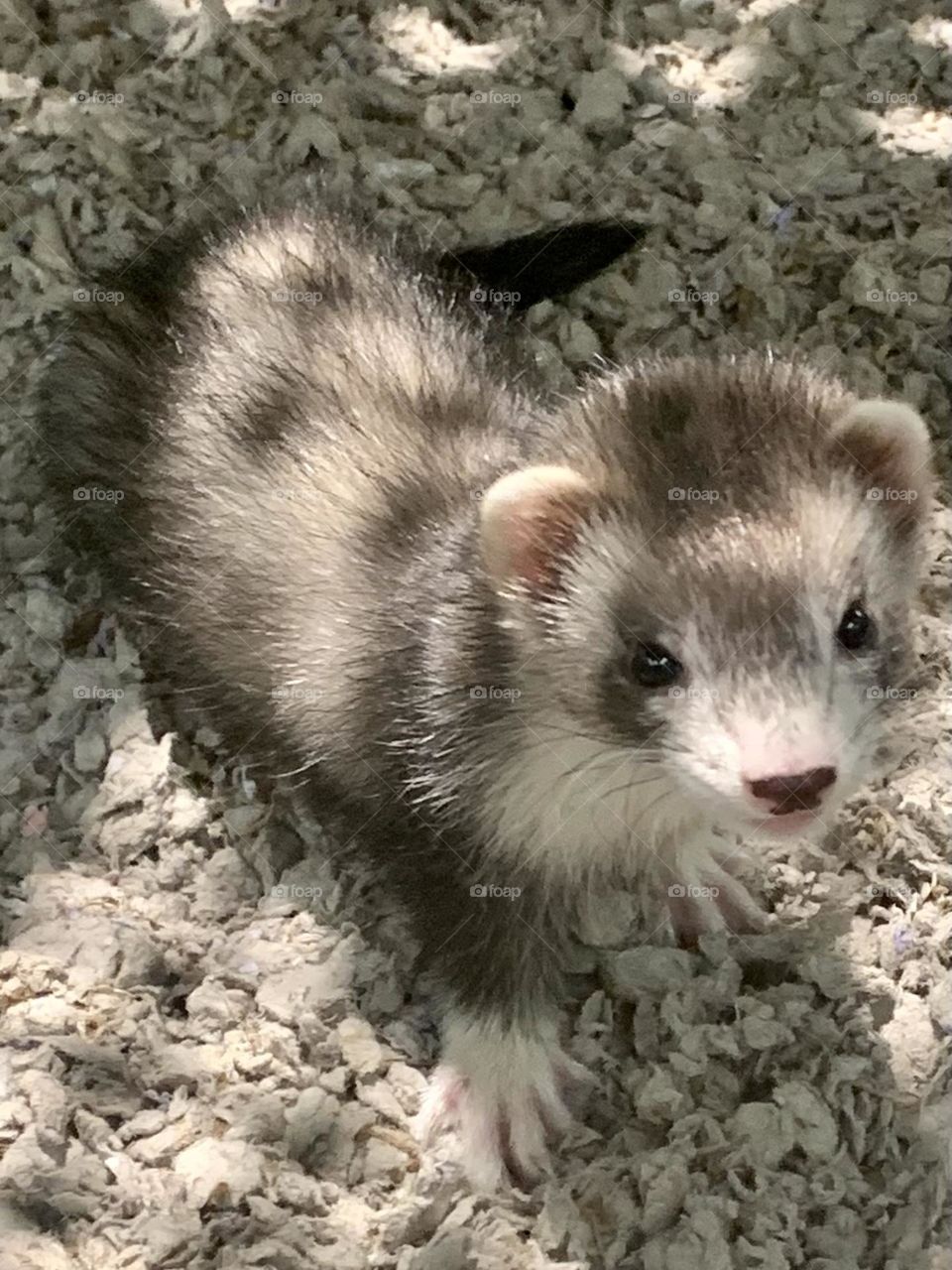 Baby Ferret 