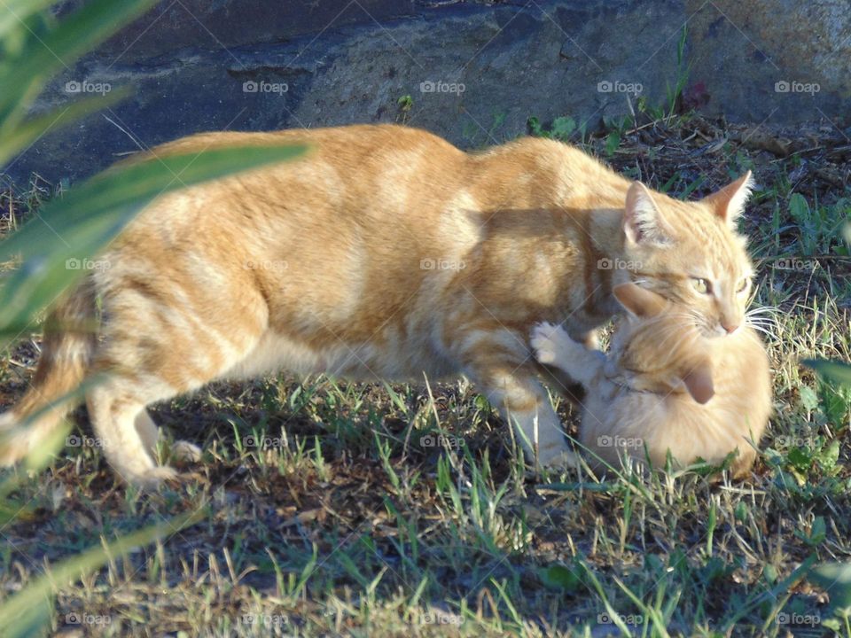 Mother cat carrying a young kitten