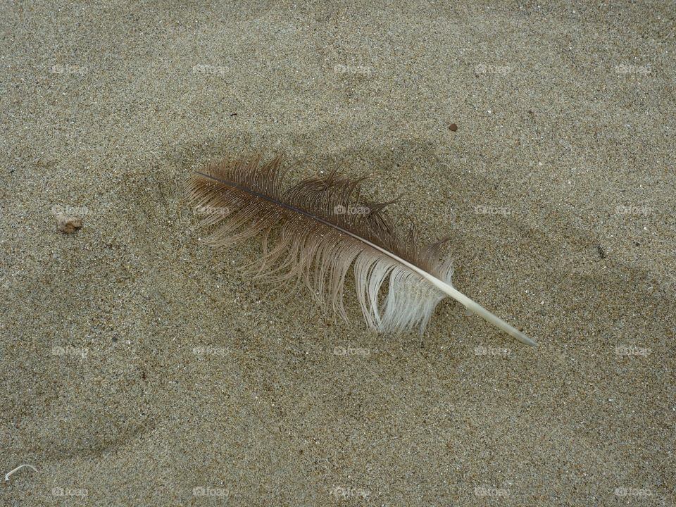 beach sand feather by kenglund